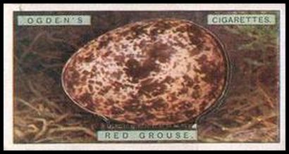 13 Red Grouse